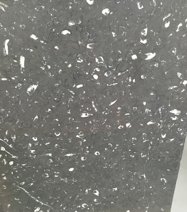 Sea Fossil